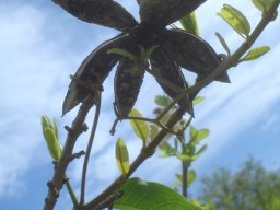 Xylotheca tettensis revelations by sunlight
